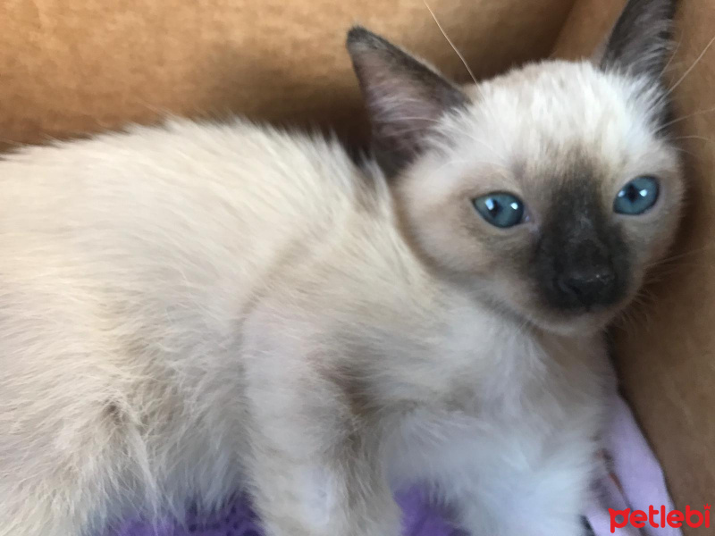 Siyam Kedisi, Kedi  Duman fotoğrafı