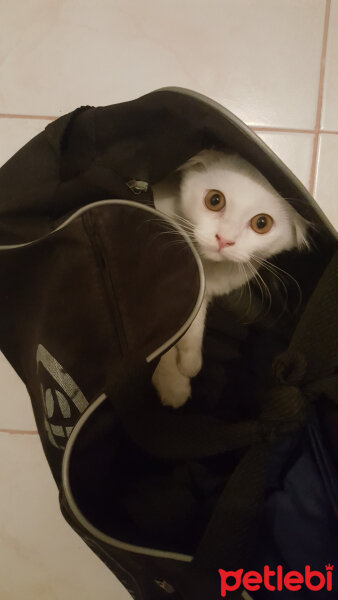 Scottish Fold, Kedi  iskoç fotoğrafı