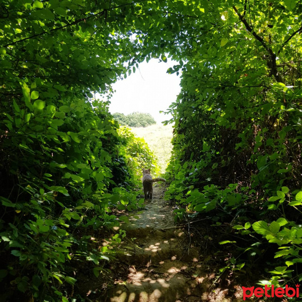 Sarman, Kedi  FIDIL fotoğrafı