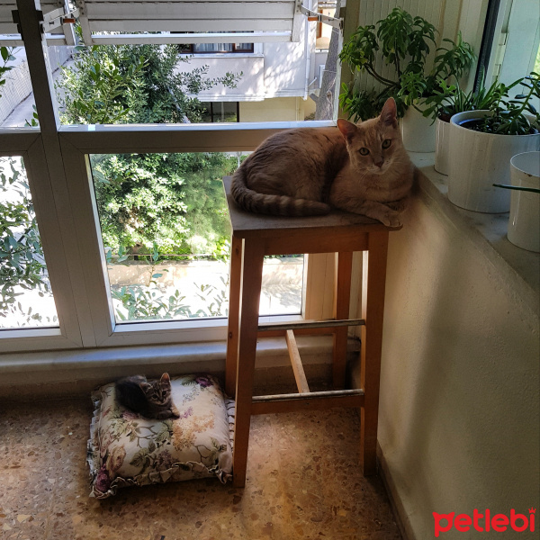Sarman, Kedi  FIDIL fotoğrafı