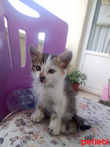 Tekir Kedi, Kedi  Minnoş fotoğrafı