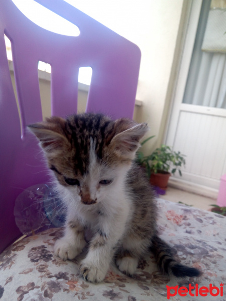 Tekir Kedi, Kedi  Minnoş fotoğrafı