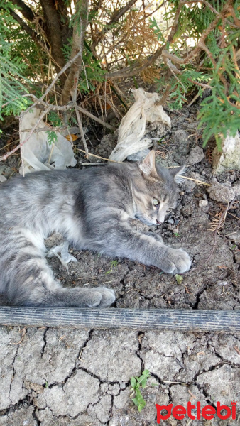 Norwegian Forest, Kedi  Poyraz fotoğrafı