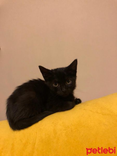 Tekir Kedi, Kedi  İsimsizler fotoğrafı