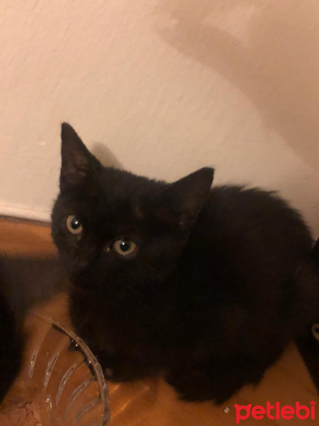 Tekir Kedi, Kedi  İsimsizler fotoğrafı