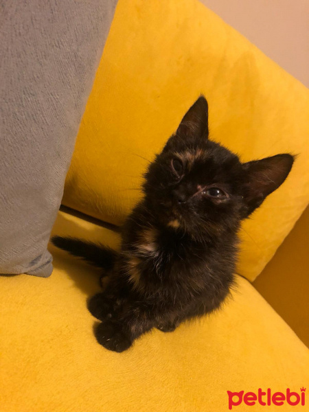 Tekir Kedi, Kedi  İsimsizler fotoğrafı