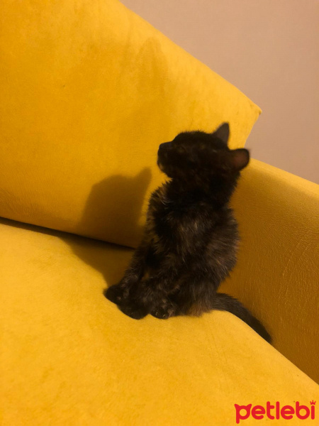 Tekir Kedi, Kedi  İsimsizler fotoğrafı