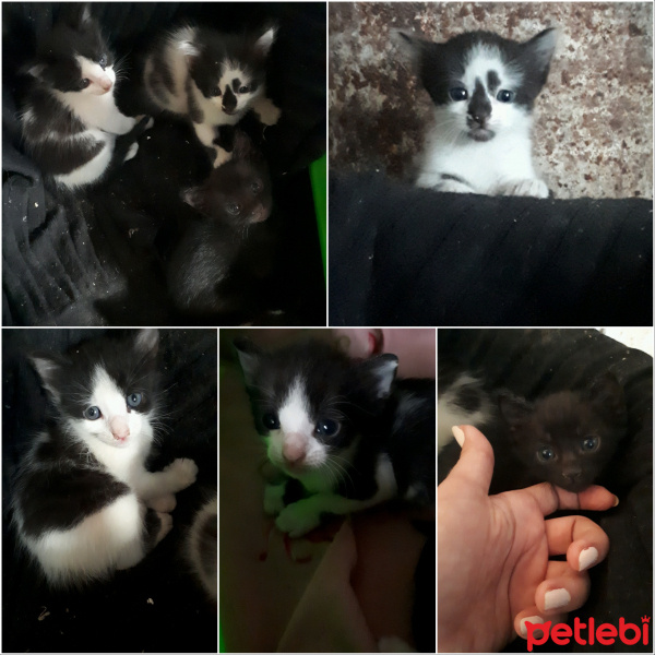 Tuxedo (Smokin) Kedi, Kedi  Bebisler fotoğrafı