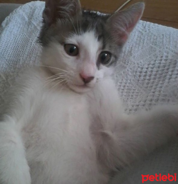 Van Kedisi, Kedi  Çarşamba fotoğrafı