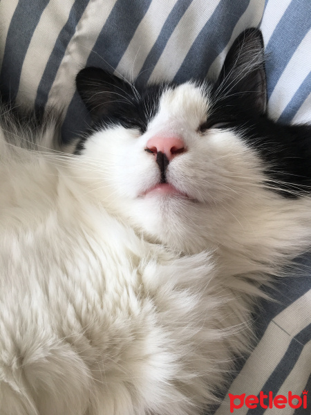 Tuxedo (Smokin) Kedi, Kedi  Minör fotoğrafı
