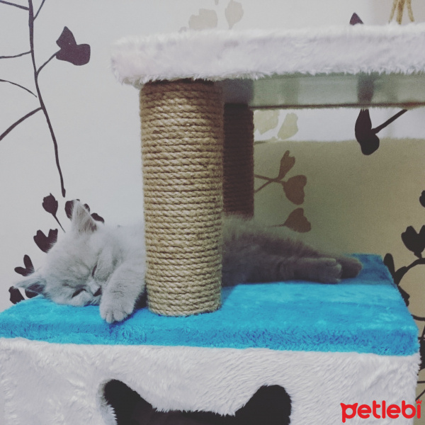 British Shorthair, Kedi  Gölge fotoğrafı