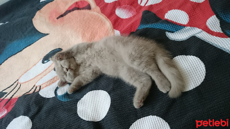 British Shorthair, Kedi  Gölge fotoğrafı