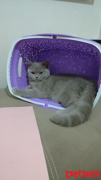 British Shorthair, Kedi  Gölge fotoğrafı