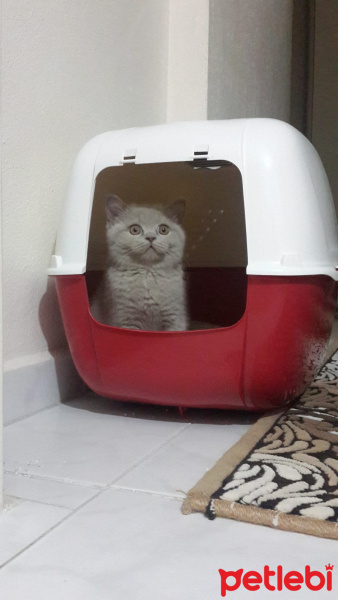 British Shorthair, Kedi  Gölge fotoğrafı