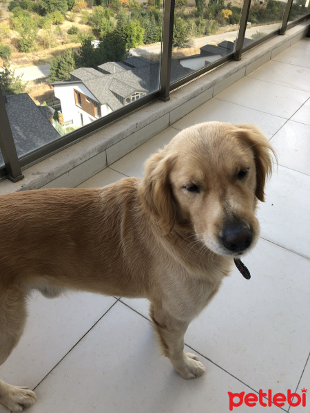 Golden Retriever, Köpek  Odie fotoğrafı
