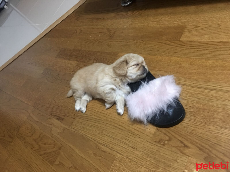 Pekingese, Köpek  Badem fotoğrafı