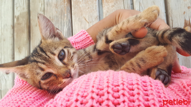 Tekir Kedi, Kedi  Leo fotoğrafı