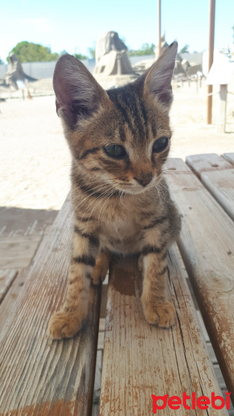 Tekir Kedi, Kedi  Leo fotoğrafı