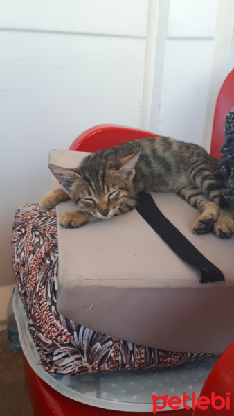 Tekir Kedi, Kedi  Leo fotoğrafı