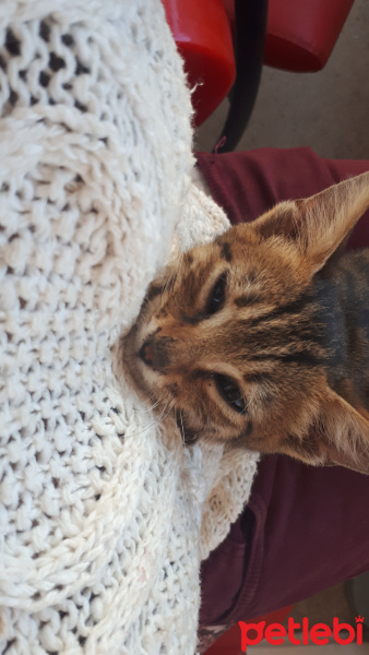 Tekir Kedi, Kedi  Leo fotoğrafı