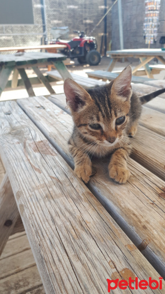 Tekir Kedi, Kedi  Leo fotoğrafı