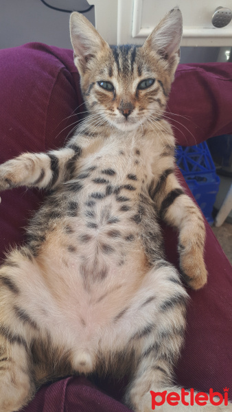 Tekir Kedi, Kedi  Leo fotoğrafı