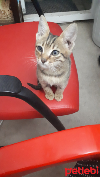 Tekir Kedi, Kedi  Leo fotoğrafı
