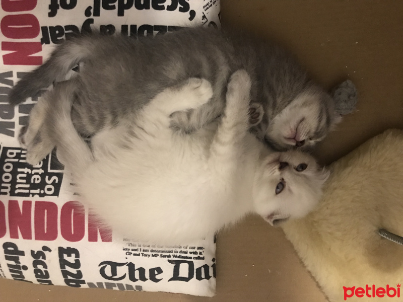 Scottish Fold, Kedi  Mis fotoğrafı