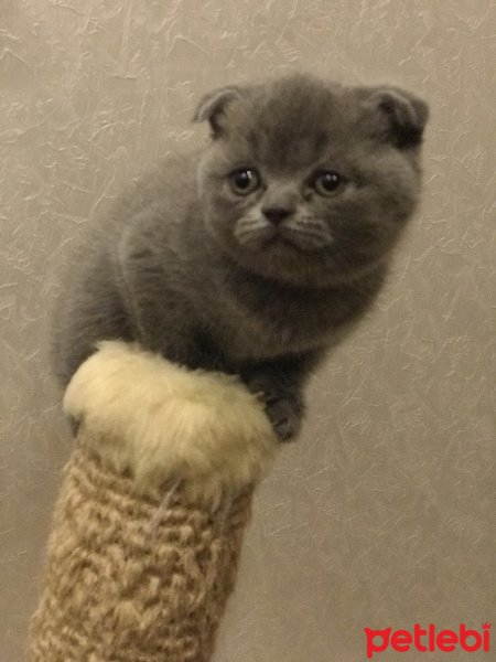Scottish Fold, Kedi  Mis fotoğrafı