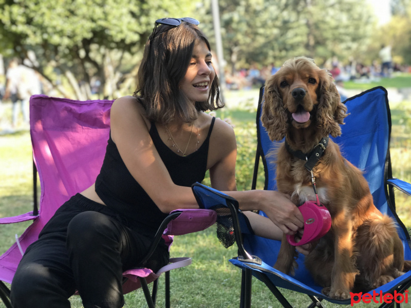 Amerikan Cocker Spaniel, Köpek  Lucy fotoğrafı