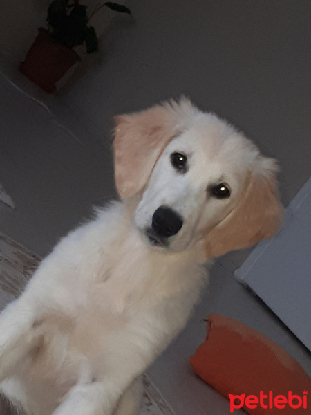 Golden Retriever, Köpek  Arya fotoğrafı