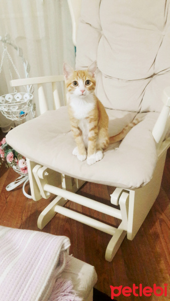 Sarman, Kedi  Gofret fotoğrafı