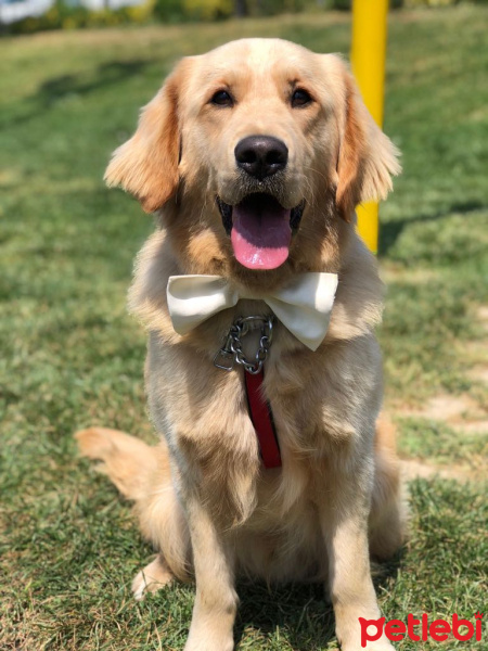 Golden Retriever, Köpek  CHESTER fotoğrafı