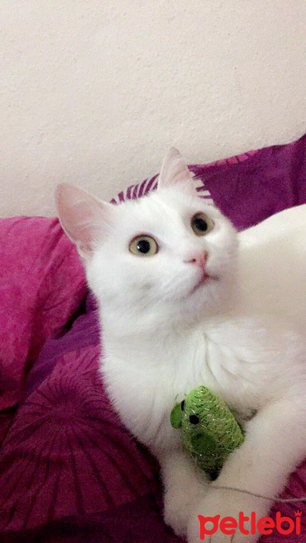 Ankara Kedisi, Kedi  Chanel fotoğrafı