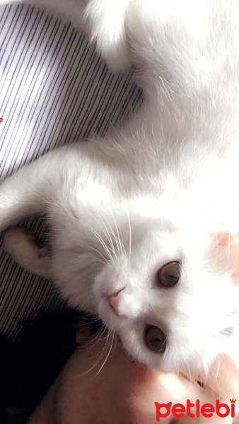 Ankara Kedisi, Kedi  Chanel fotoğrafı
