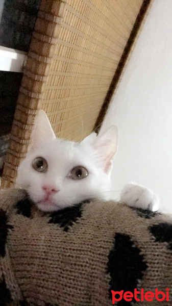 Ankara Kedisi, Kedi  Chanel fotoğrafı