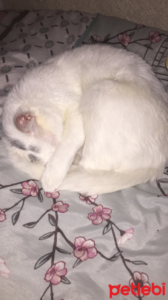 Ankara Kedisi, Kedi  Chanel fotoğrafı