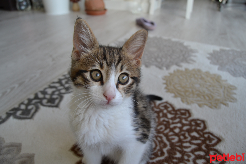 Tekir Kedi, Kedi  hamsi fotoğrafı