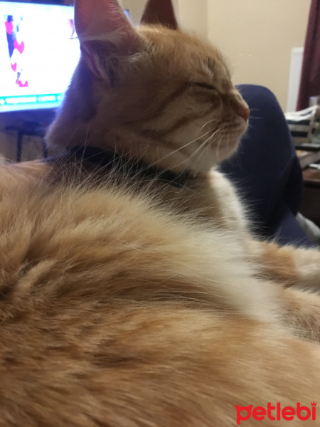 Sarman, Kedi  Qapish fotoğrafı
