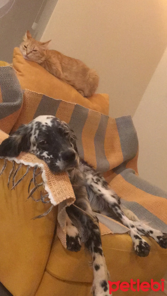 İngiliz Setter, Köpek  Ceyna fotoğrafı