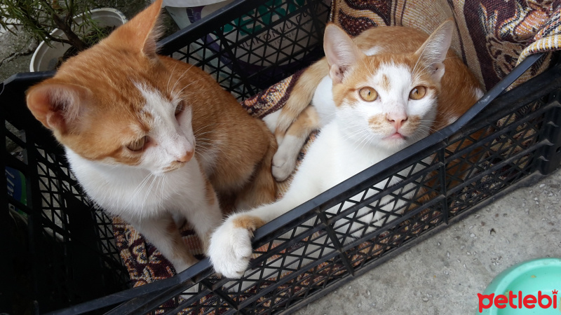 Tekir Kedi, Kedi  Günışığı fotoğrafı