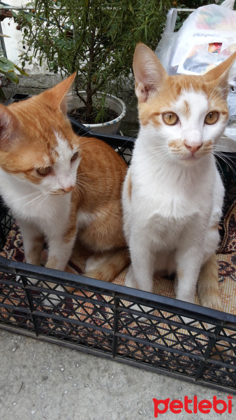 Tekir Kedi, Kedi  Günışığı fotoğrafı