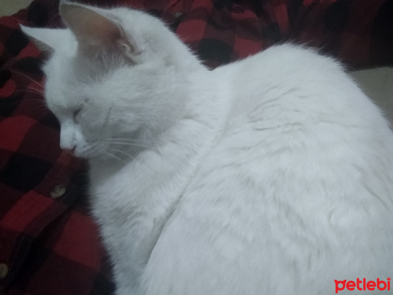 Tekir Kedi, Kedi  Venüs fotoğrafı