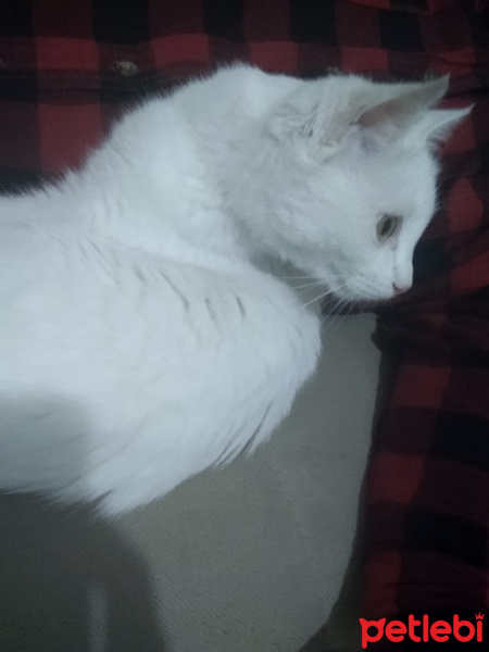 Tekir Kedi, Kedi  Venüs fotoğrafı