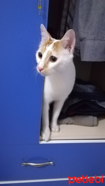 Tekir Kedi, Kedi  Minnoş fotoğrafı