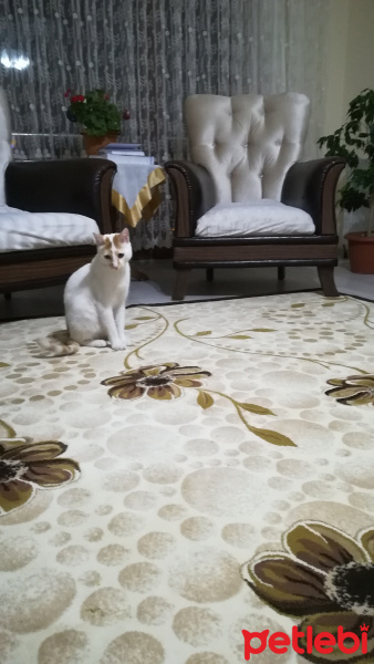 Tekir Kedi, Kedi  Minnoş fotoğrafı