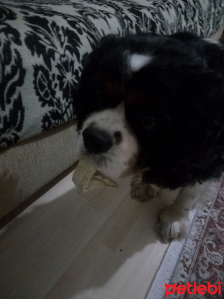 Cavalier King Charles Spanieli, Köpek  Prens fotoğrafı