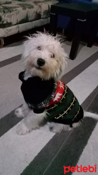 Cairn Terrier, Köpek  Prenses fotoğrafı