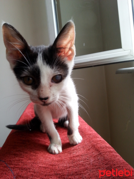 Tekir Kedi, Kedi  patik fotoğrafı