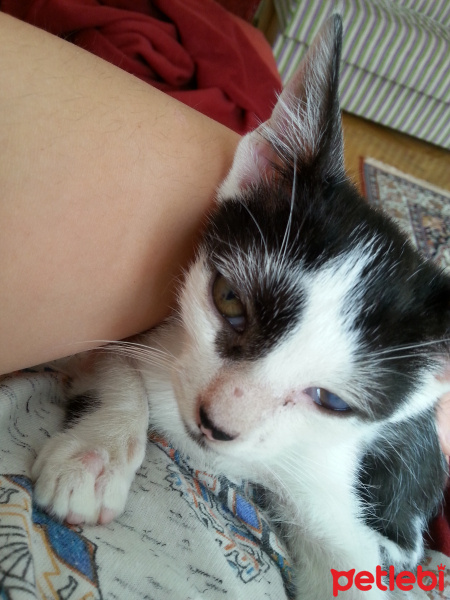 Tekir Kedi, Kedi  patik fotoğrafı